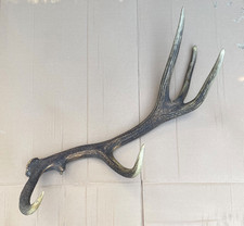 Large Naturally Shed Deer Stag Antler Crafting, Lodge Decor, etc