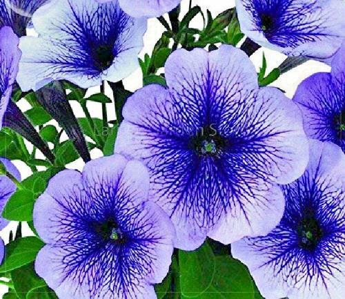 Petunia seeds blackberry ice - petunia,