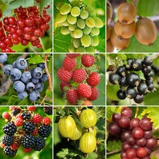 3 x Potted Fruit Plants | Grow