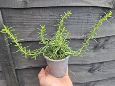 Trailing Rosemary Established