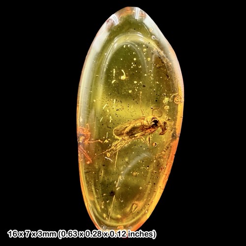 Baltic amber fossil - baltic,