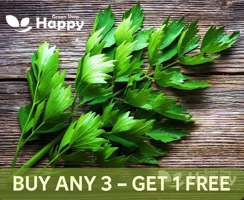 Herb lovage 250 seeds - -,