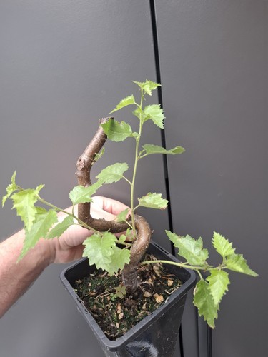 Silver birch bonsai tree - bonsai,