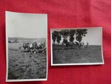 Vintage Photographs; Working Life Farming England; Cows Horse (A337)