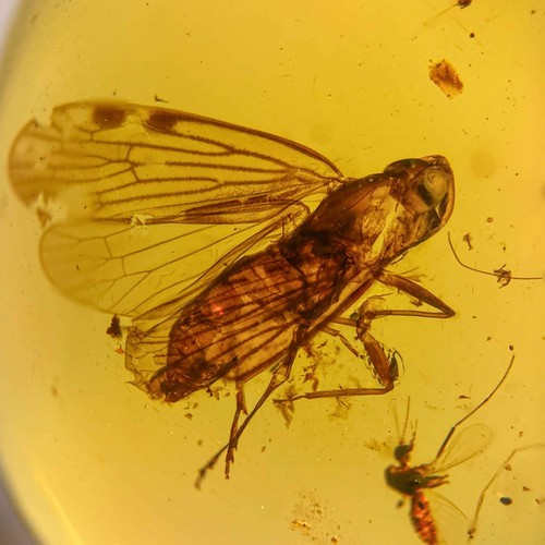 Leafhopper burmese - leafhopper, in