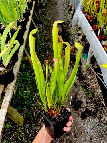 Sarracenia rehderii - sarracenia, x
