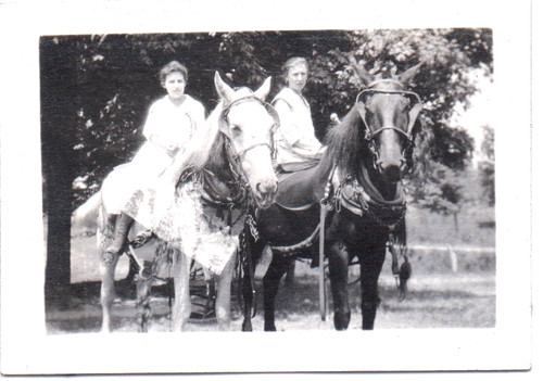 Photograph horses south - photograph, grove