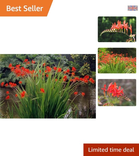 Vibrant pack crocosmia - vibrant,
