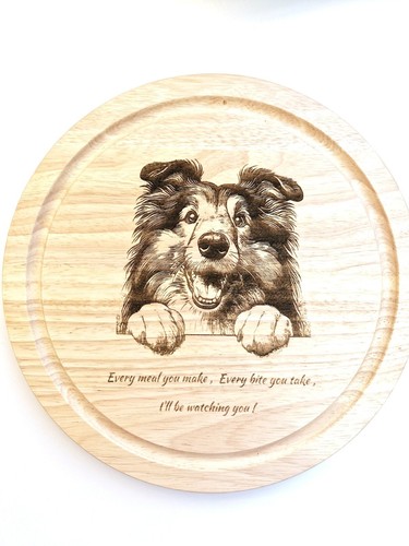 Rough collie sheltie - rough, collie/sheltie