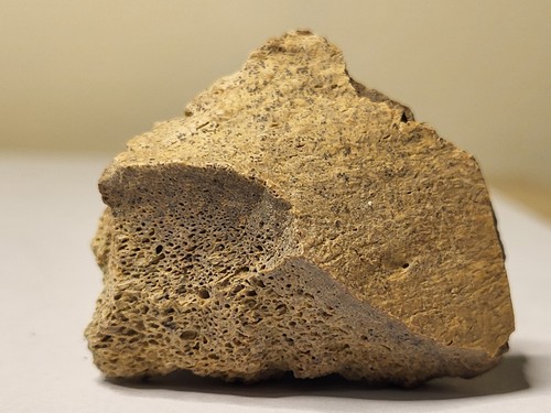 Ankylosaurus dinosaur - ankylosaurus(?),