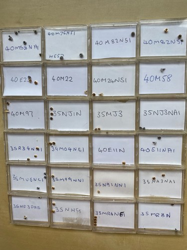 Seiko wristwatch crowns - 50,