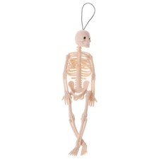 Skeleton Human Model Skull