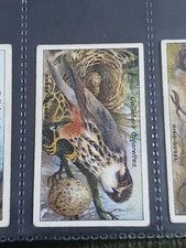 Gallaher Cigarette Card Birds