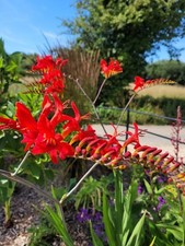 Crocosmia Lucifer Montbretia