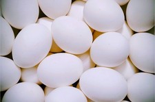 6 Pure White Leghorn chicken