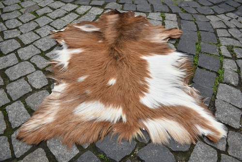 Angora goat leather - goat,