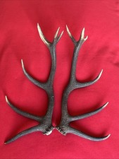 PAIR OF RED DEER ANTLERS 1.5kg.   aprox. 58/59cm.