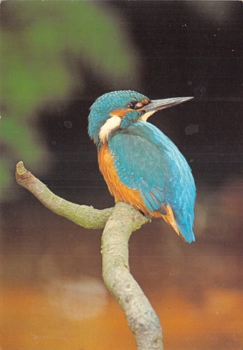 Nature postcard animals birds - postcard,