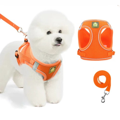 Pull dog pet - pull,