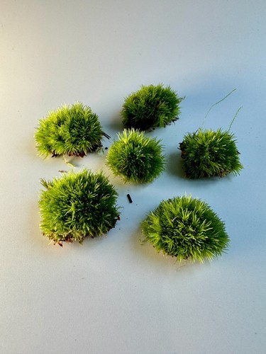 Mini bun moss natural live - |,