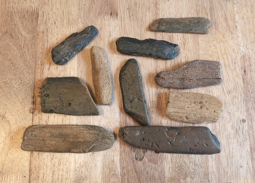 Fossilized marine bone - marine,