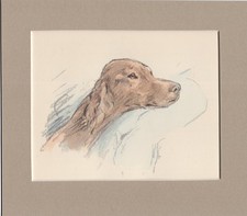 Lucy Dawson ~ Irish Setter ~