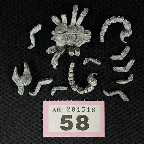 Incomplete c29 giant scorpion - incomplete,
