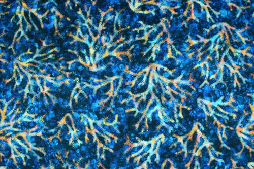 Coral reef fabric - reef, fabric,