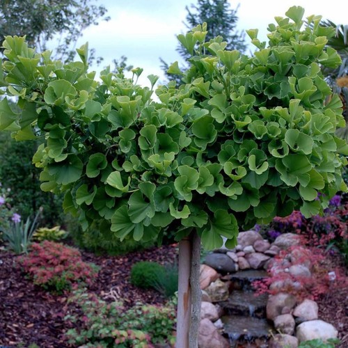 Ginkgo biloba mariken - ginkgo,