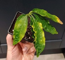 Anthurium Polyschistum Rare