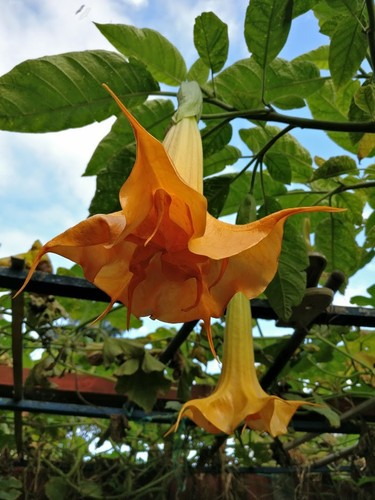 Brugmansia langenbuscher - brugmansia,