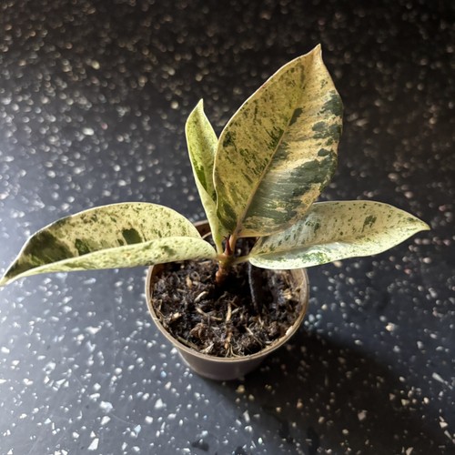 Ficus rubber tree - ficus,