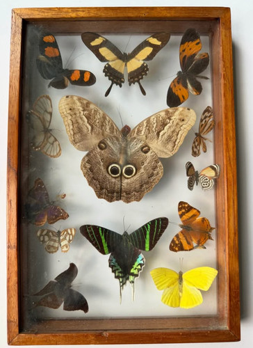 Vintage rare moth taxidermy - rare,