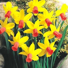 Narcissus Jetfire Dwarf Rockery Daffodil Narcissi Spring Flowering Bulbs Plants
