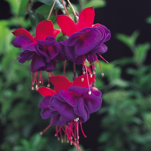 Giant trailing fuchsia dark - fuchsia,