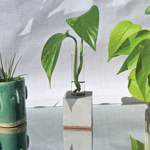 Concrete propagation vase - propagation,