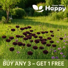 Cornflower - Black Ball - 500