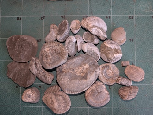 Jurassic coast fossil - jurassic,