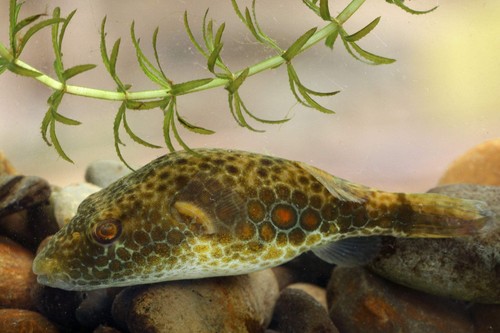Abe puffer fish - abe's,