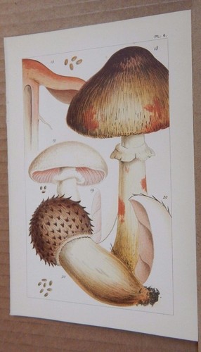 Antique print british edible - antique,
