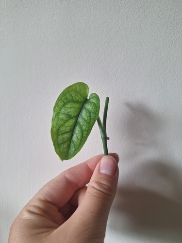Monstera siltepecana leaf - monstera, 1-leaf