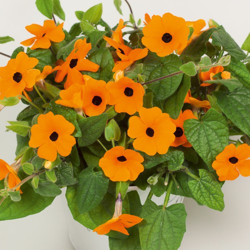 Thunbergia new orange - thunbergia,