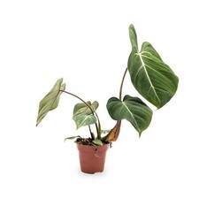 Philodendron gloriosum