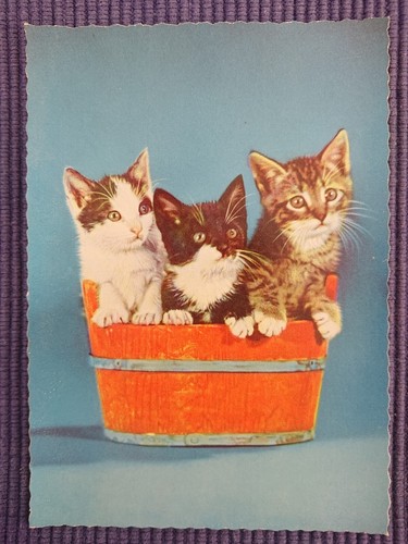 Old postcard cats house - old,