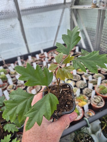 Cissus rhombifolia ellen - cissus,