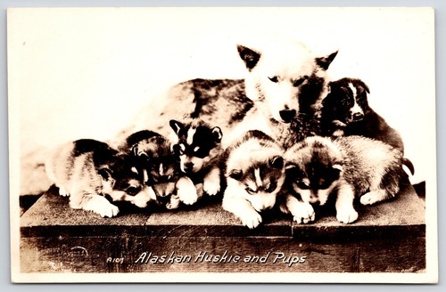 Alaskan huskie and pups animal - and,