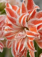 Amaryllis Dancing Queen Indoor