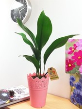 1 Indoor House Plant in Floral Matt Plastic Pink Pot & Saucer Garden Home Office