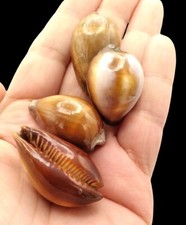 Vintage Chestnut Cowrie Shell