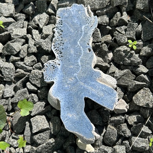 Blue coral slice - blue, (2)